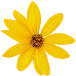 Flower Icon