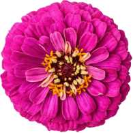 pink-flower